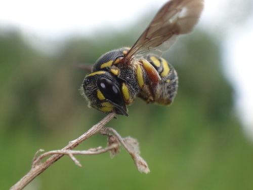 Eastern Rotund-Resin Bee photographed in New York
