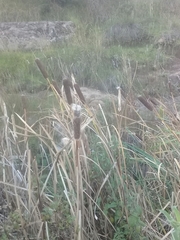 Typha latifolia