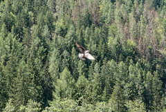 Ptyonoprogne rupestris