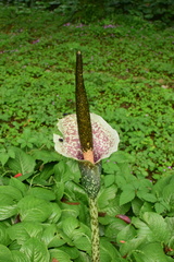 Amorphophallus kiusianus