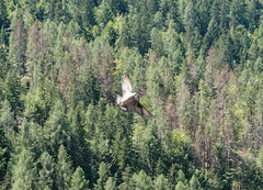 Ptyonoprogne rupestris