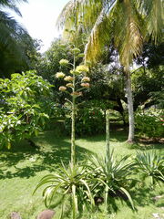 Agave desmettiana