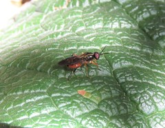 Cyphomyia dispar