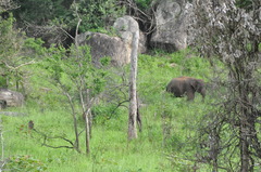 Elephas maximus maximus