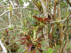 Tillandsia biflora image