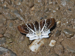 Odontoptilum pygela