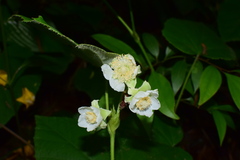 Rubus pacificus