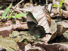 Papilio palinurus