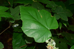 Rubus pacificus