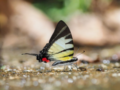 Graphium stratiotes