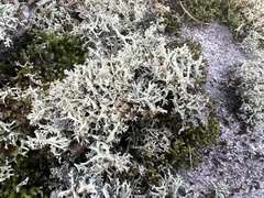 Cladonia dimorphoclada