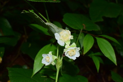 Rubus pacificus