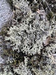 Cladonia dimorphoclada
