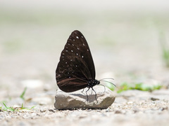 Euploea camaralzeman