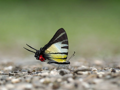 Graphium stratiotes
