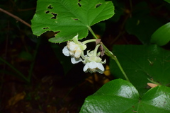 Rubus pacificus