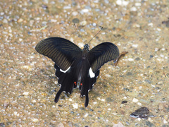 Papilio helenus