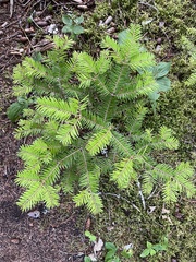 Abies balsamea image