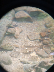 Salmo trutta fario