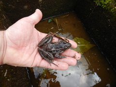Lithobates taylori