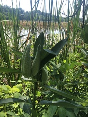 Asclepias syriaca