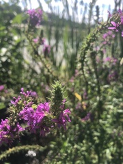 Lythrum salicaria
