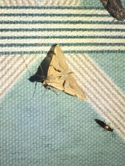 Hemeroplanis incusalis