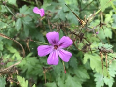 Geranium yeoi