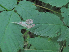 Agromyza spiraeoidearum