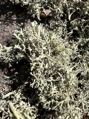 Cladonia dimorphoclada