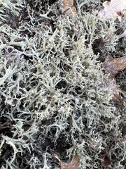 Cladonia dimorphoclada