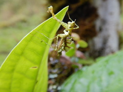 Pogonogaster tristani