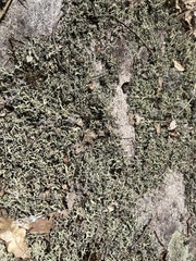 Cladonia dimorphoclada