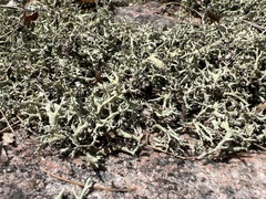 Cladonia dimorphoclada