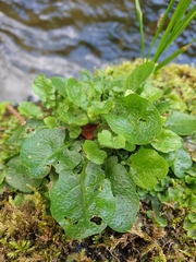 Chrysosplenium oppositifolium