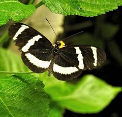 Heliconius hewitsoni