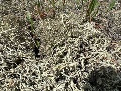 Cladonia dimorphoclada