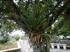Aechmea bracteata