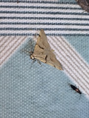 Hemeroplanis incusalis