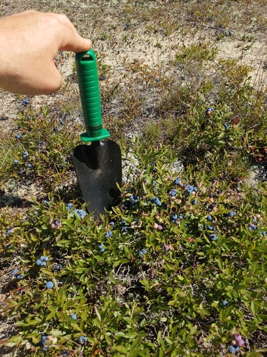 Image of Vaccinium boreale by (c) Tyler Smith, some rights reserved (CC BY-SA)
