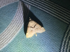 Hemeroplanis incusalis