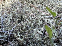 Cladonia dimorphoclada