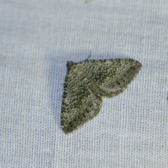 Scotopteryx aelptes