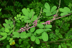 Indigofera bungeana