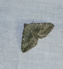 Scotopteryx aelptes