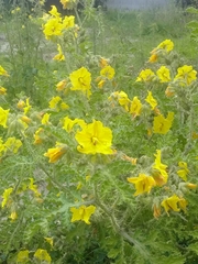 Solanum rostratum