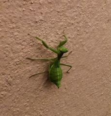 Ameles spallanzania