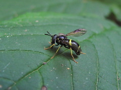 Chrysotoxum bicinctum
