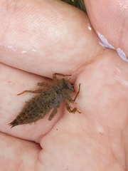 Cordulegaster boltonii