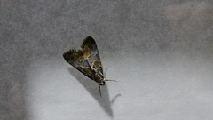 Arescoptera